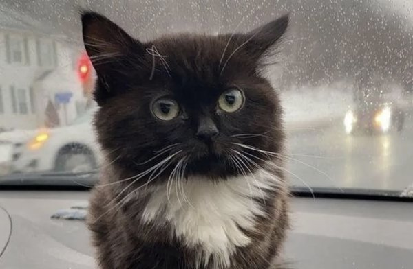 Мемы с котиками