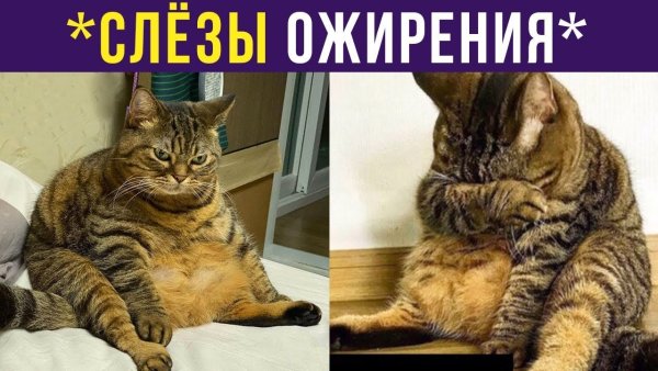 Вздохи ожирения Мем