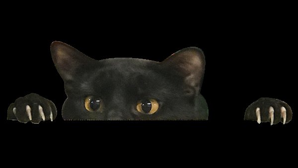 Кошка на прозрачном фоне