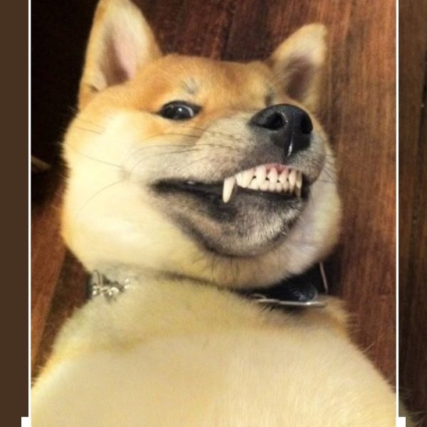 Шиба ину злая