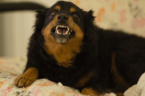 Злая собака