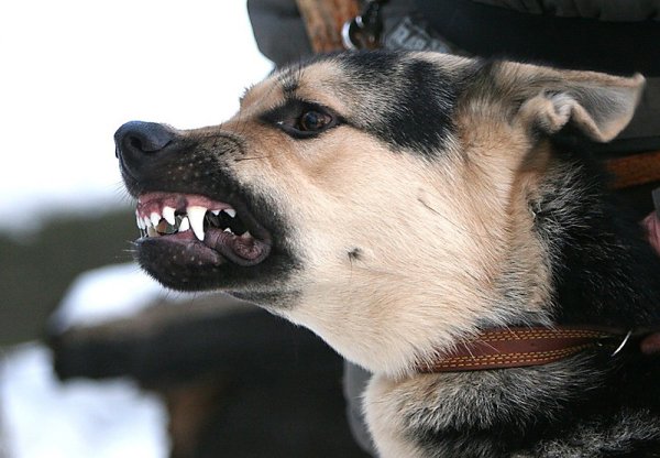 Собака скалится