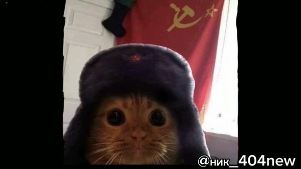 Кот в шапке