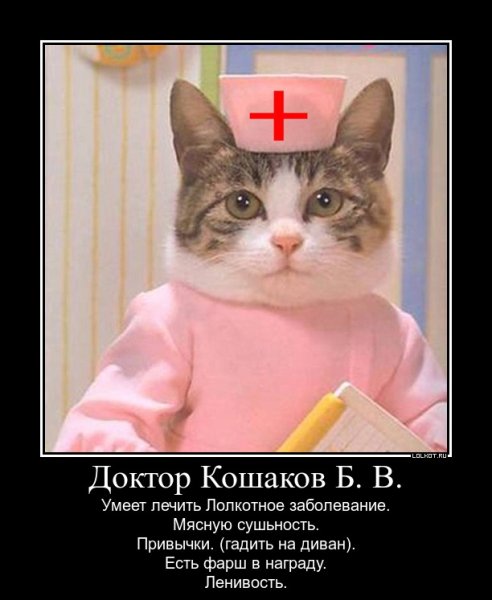 Кот врач