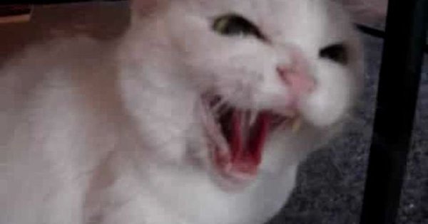 Злой кот Мем