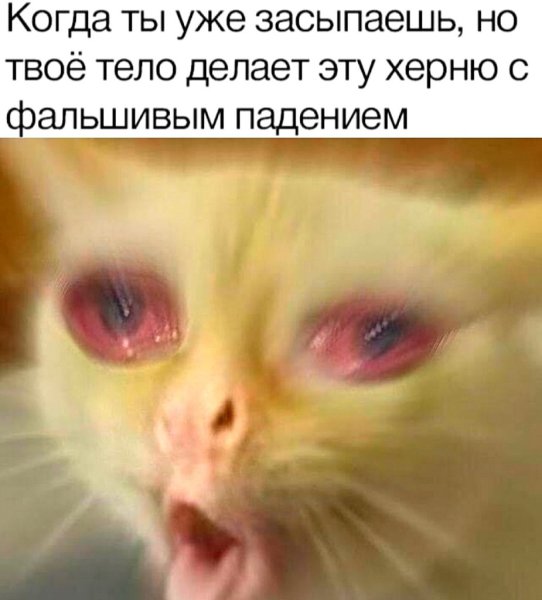 Кот с соплями