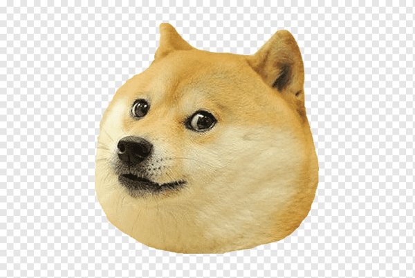 Сиба-ину Doge