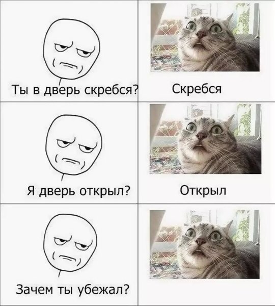Котики смешные мемы