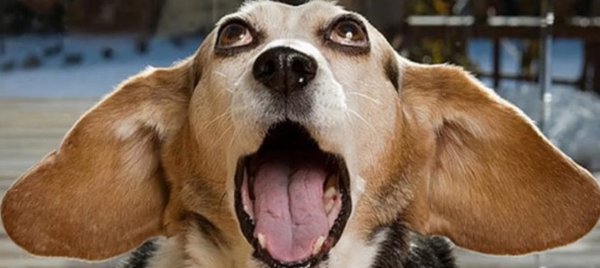 Забавные собаки