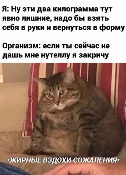 Кот жирные вздохи сожаления