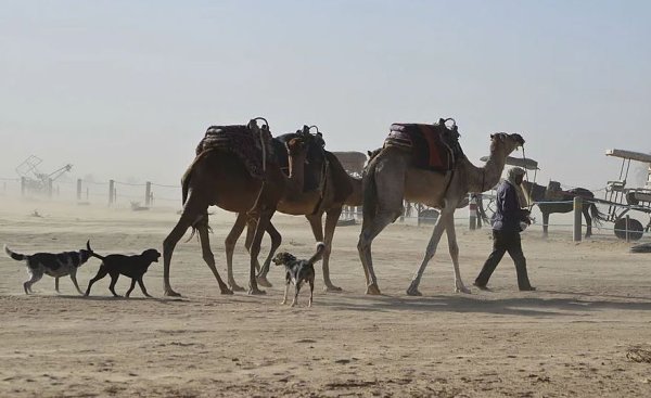Собаки лают Караван идет