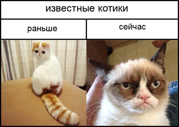Мемы про котов
