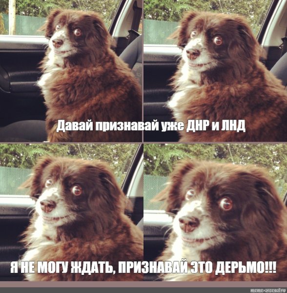 Собака Мем 2022