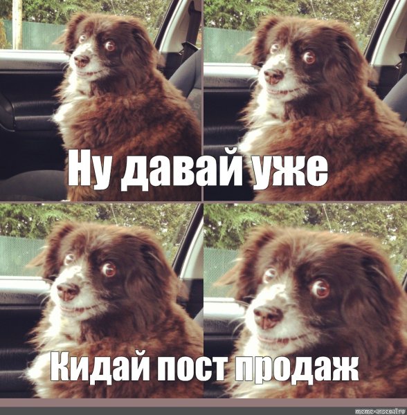 Заводи это собака Мем