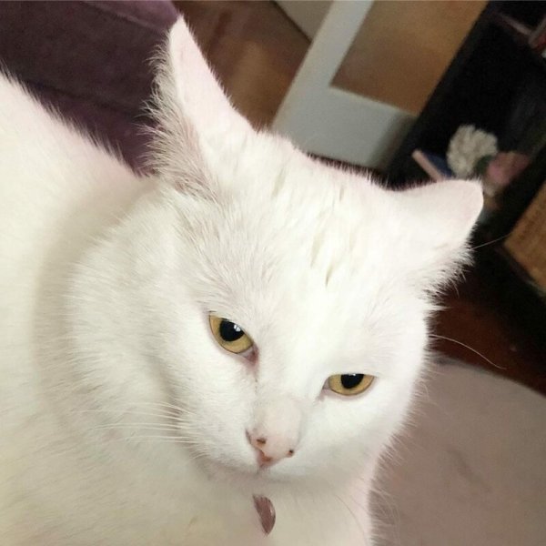 Анатолийская кошка белая