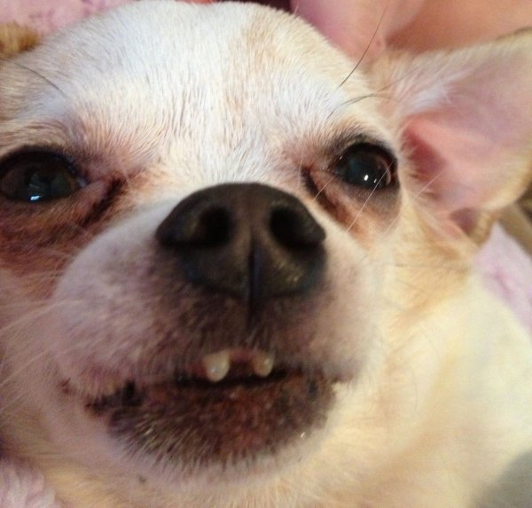 Неправильный прикус у чихуахуа