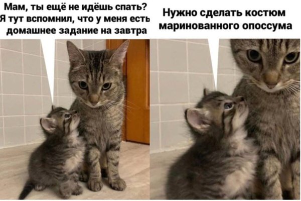 Смешные мемы с котами