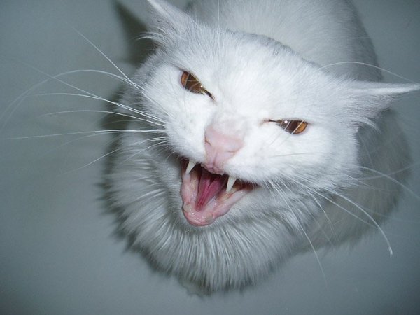 Злая белая кошка