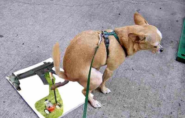 Собака гадит