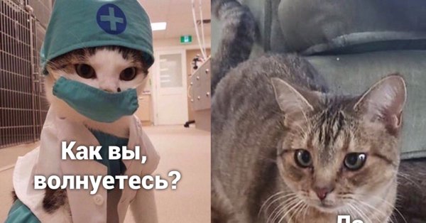 Котик медик