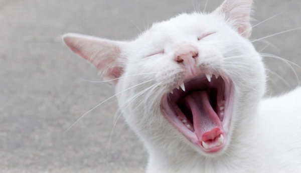 Орущий белый кот