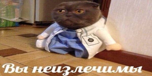 Поздравляем у вас кот