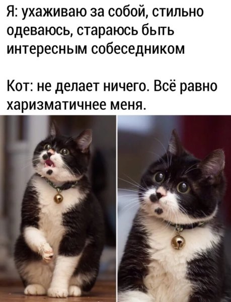 Мемы про котов