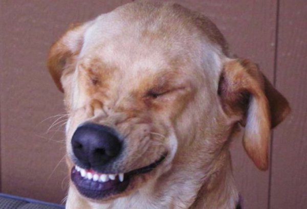 Собака чихает