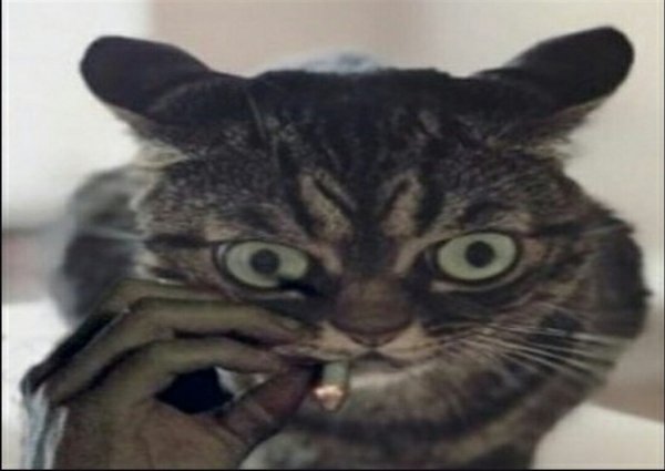 Нервный кот