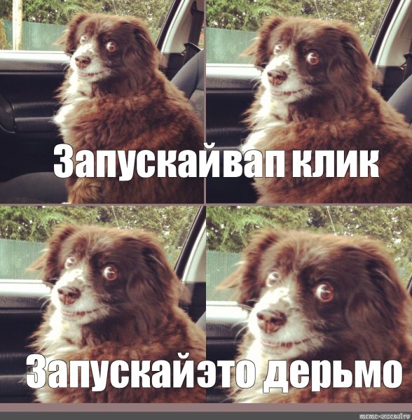 Мем собака люблю кататься