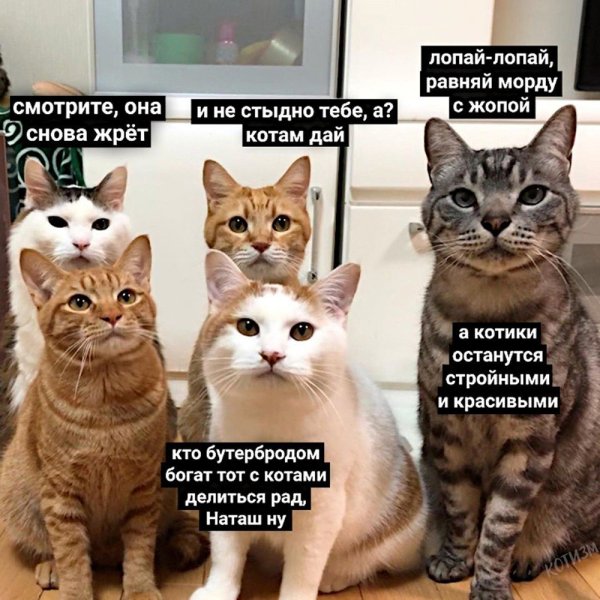 Смешные мемы с котами и надписями