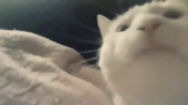 Танцующий белый кот