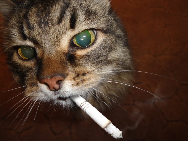 Кот с сигаретой