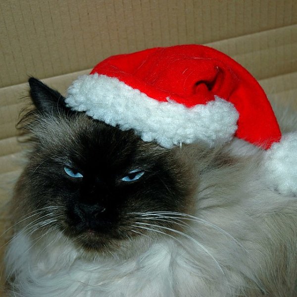 Кот в новогоднем колпаке