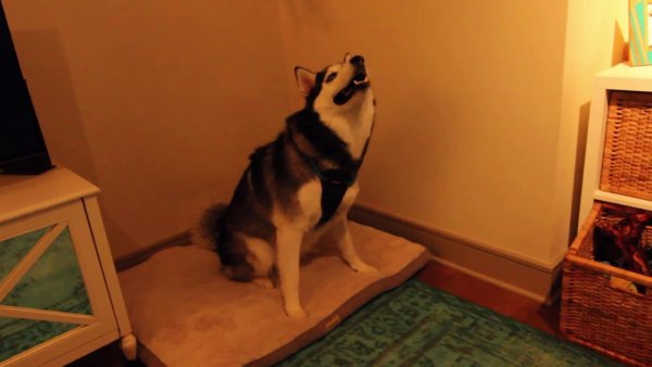 Собака чихнула