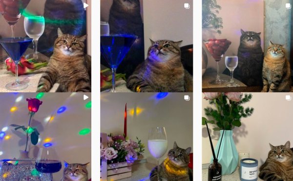 Кот Степан с бокалом