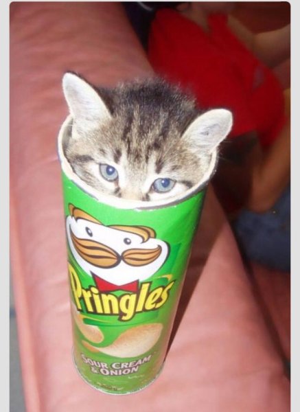 Котята с чипсами