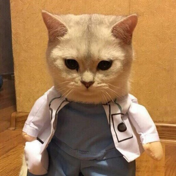 Мемы с котами