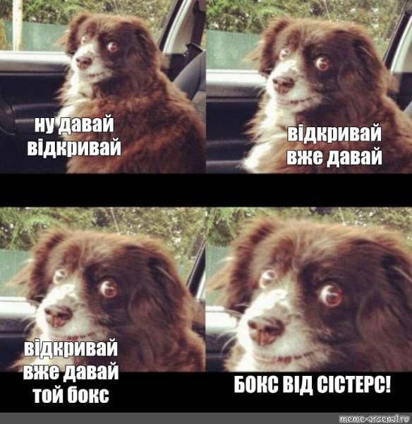 Включай Шуфика собака Мем