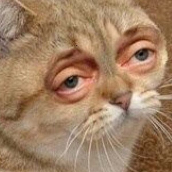Кот с глазами Бушеми