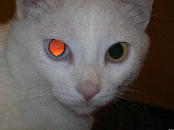 Коты с красными глазами