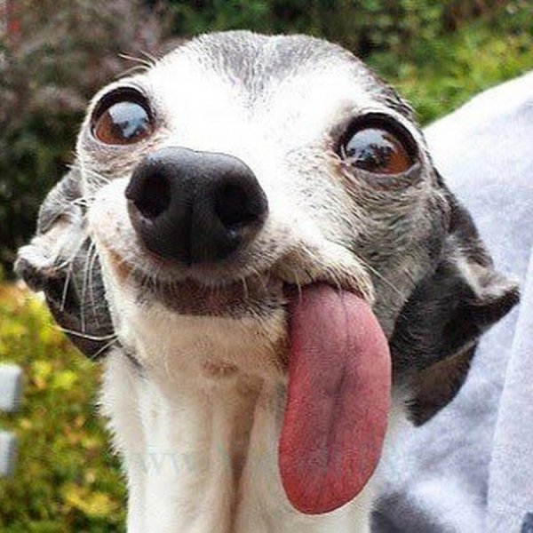 Собака с высунутым языком