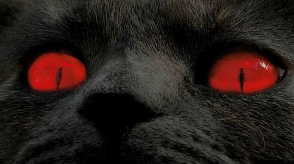 Чёрный кот с красными глазами