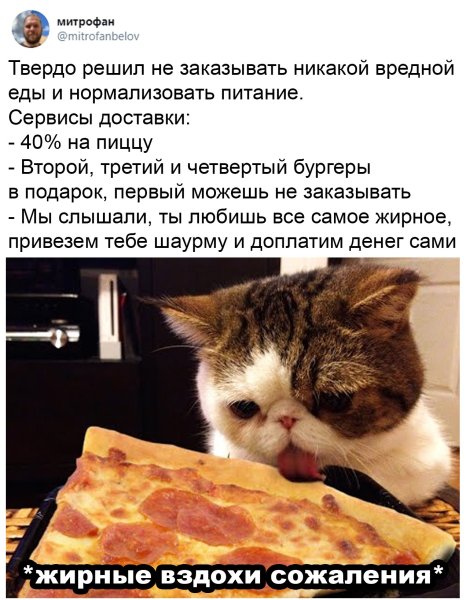 Вздохи сожаления кот