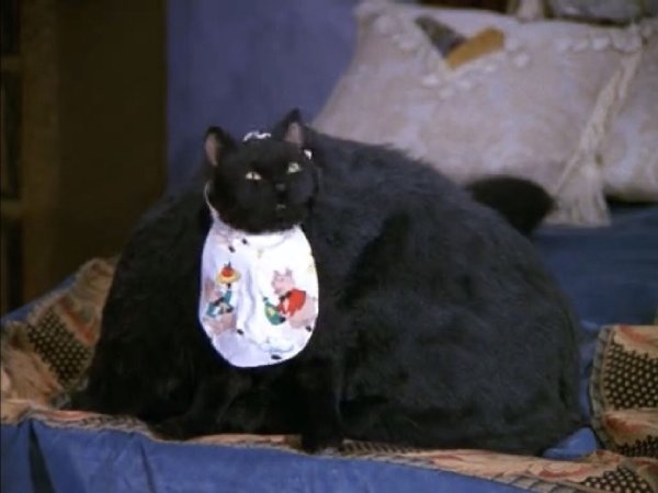 Сабрина маленькая ведьма кот Салем