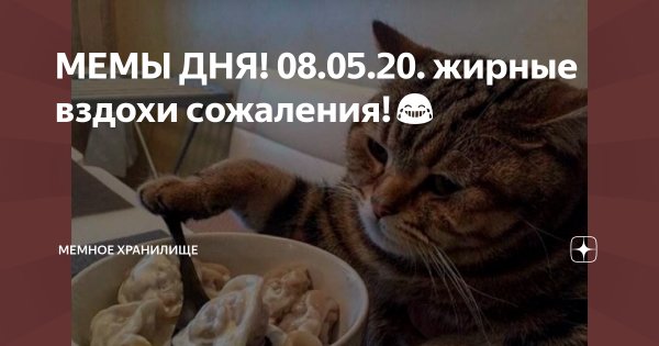 Жирные вздохи сожаления кот