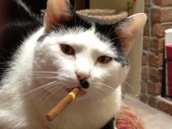 Кот с сигарой