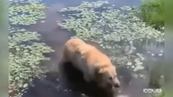 Собака рыгает в болоте