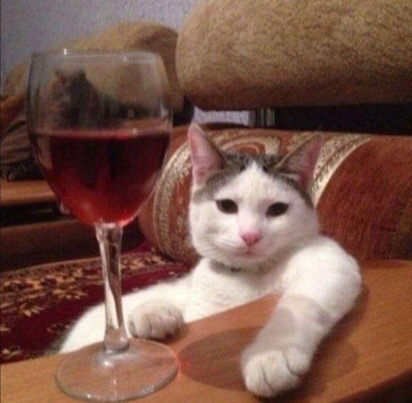 Кот с вином