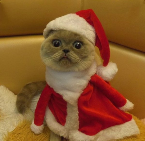 Новогодние мемы с котиками